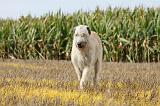 IRISH WOLFHOUND 091